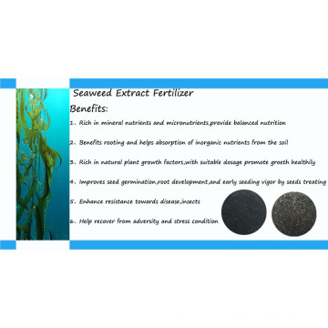 100% Fresh Seaweed Extract From Brown Seaweeds Sargasso